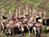 Massive Herds in Southern Sudan