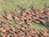 Massive Herds in Southern Sudan