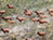 Massive Herds in Southern Sudan.