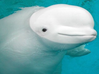'Baby Beluga' Song Whale Dies