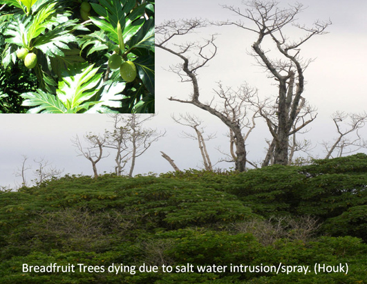 Micronesian food crops,