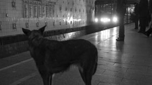 STRAY DOGS MASTER COMPLEX MOSCOW SUBWAY SYSTEM