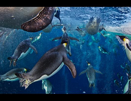 Wildlife Photographer of the Year 2012