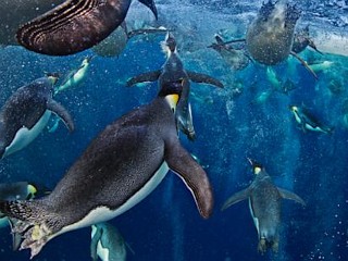Photos: Wildlife Photographer of the Year
