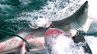 Photo: Monster Shark