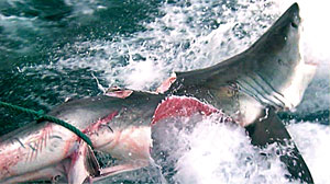 Photo: Monster Shark