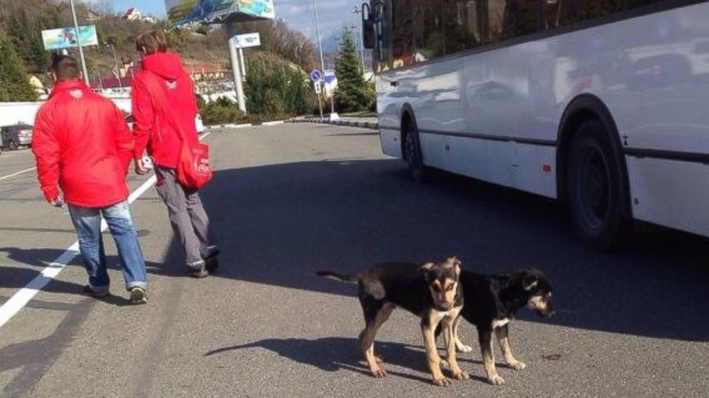 PHOTO: ABCs Matt Gutman posted this photo to his Twitter on Feb. 6, 2014 with the caption, "A pair of pups that survived the #Sochi dog cull."