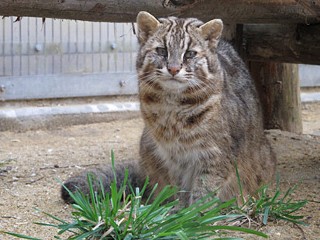 Cranky Old Cats May Have Alzheimer's