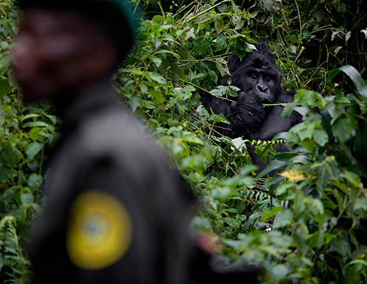 gorillas