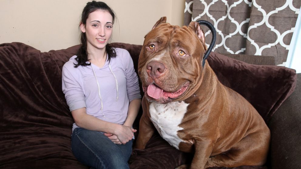 ld_giant_pit_bull_kb_150303_16x9_992.jpg