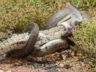 PHOTO: A python begins to swallow a crocodile near Mount Isa on March 2, 2014 in Queensland, Australia.  The snake fought, wrestled and then ate a crocodile whole after a dramatic five-hour long battle. The fight was caught on camera by Tiffany Corlis. 