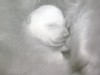 PHOTO: Polar bear cub "Anori", half-sister to beloved deceased polar bear "Knut", is shown with its mother at the Zoo in Wuppertal, Germany.