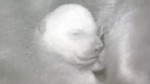 PHOTO: Polar bear cub "Anori", half-sister to beloved deceased polar bear "Knut", is shown with its mother at the Zoo in Wuppertal, Germany.