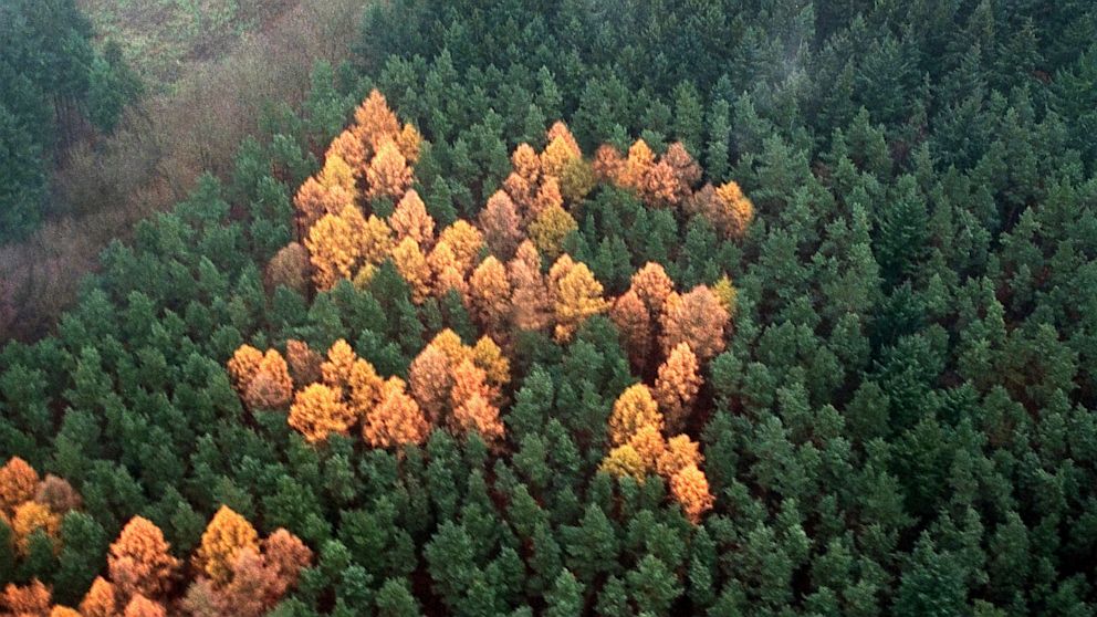 A group of larch trees planted among pines change color to form the shape of swastikas in a forest outside Berlin, as shown in this Nov 4, 2000 photo.