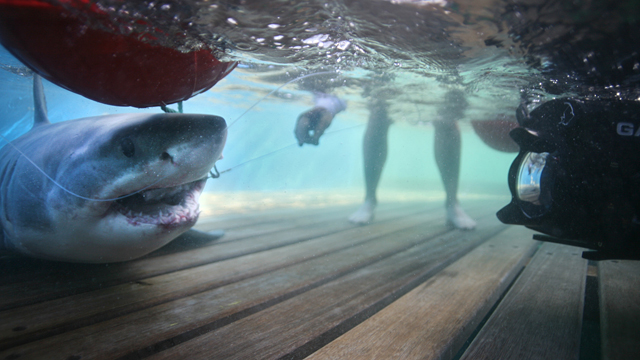 PHOTO: Juvenile white shark caught on the deck of the cradle as it is being lifted out of the water on the hit television show Shark Men.