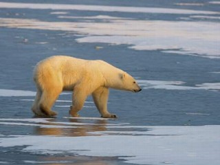polar bear