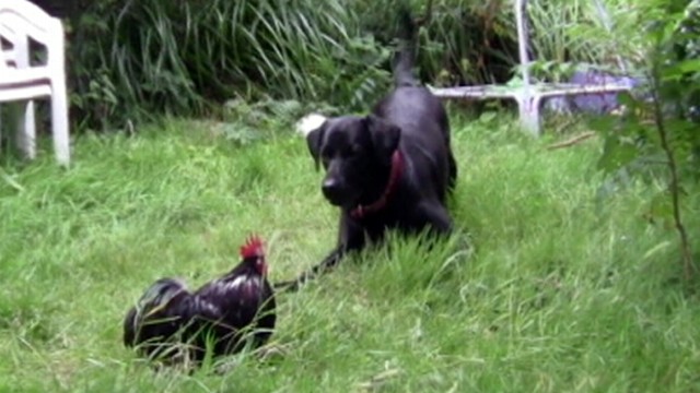 Video: The Rooster Who Bullied a Dog