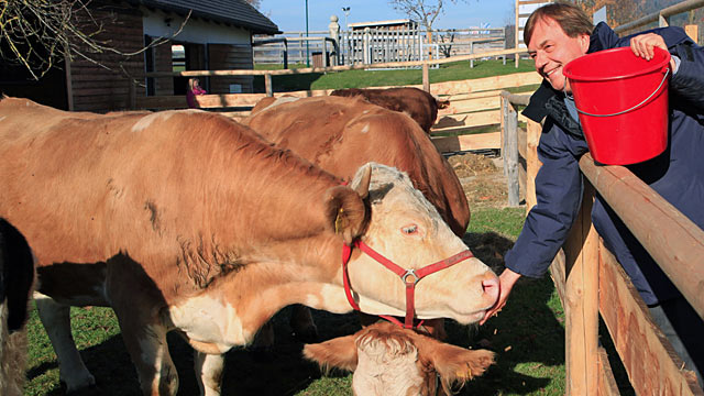 PHOTO: Founder of Aiderbichl farm, Michael Aufhauser, feeds cow Yvonne during her first run in Deggendorf, Germany, Nov. 13 2011.