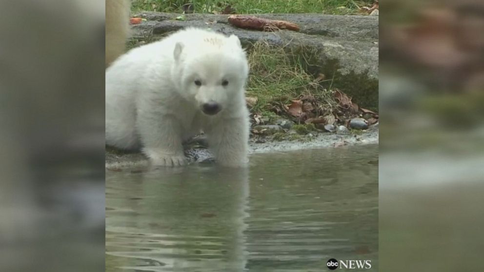 WATCH:  Polar bear mom takes cub out on first outing