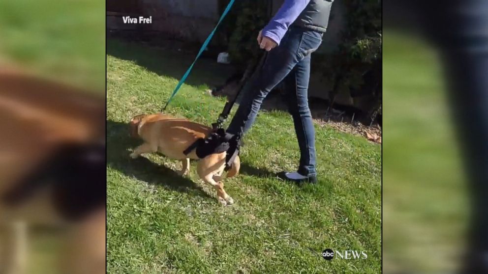 WATCH:  Dog gets ability to walk again thanks to harness