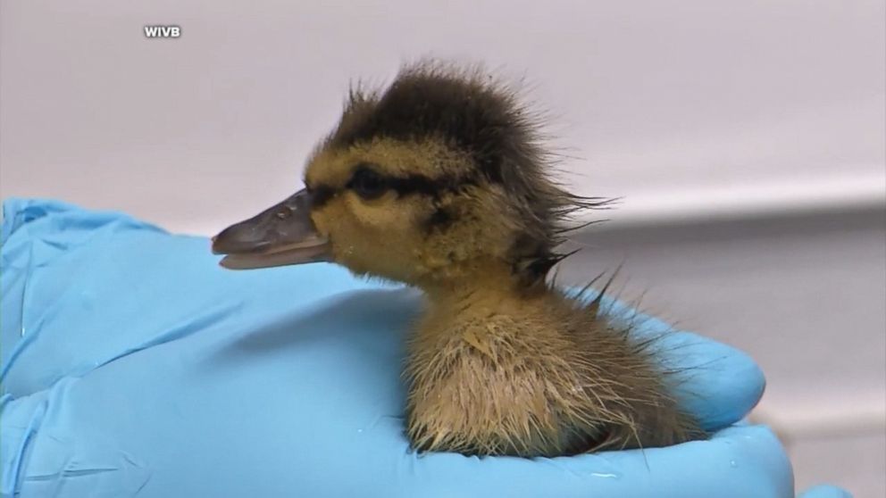WATCH:  Ducklings rescued from grease pan