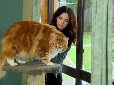 WATCH: Cat vies for purr-fection in quest to become world's longest feline