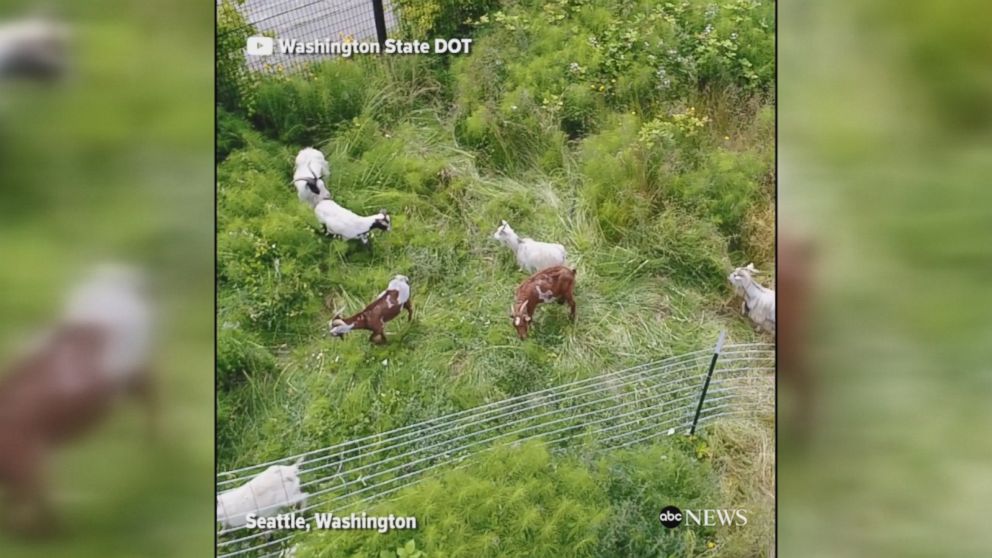 WATCH:  Goats mow lawn under bridge in Washington