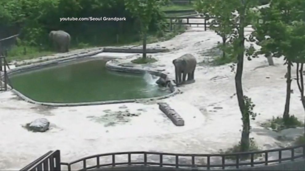 WATCH:  2 elephants rescue baby elephant from zoo's pool