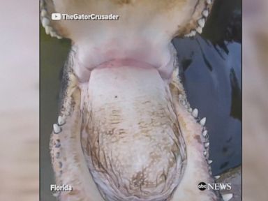 WATCH: Watch a gator bite a GoPro on a man's head