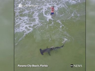WATCH: Fisherman catches hammerhead shark in Florida