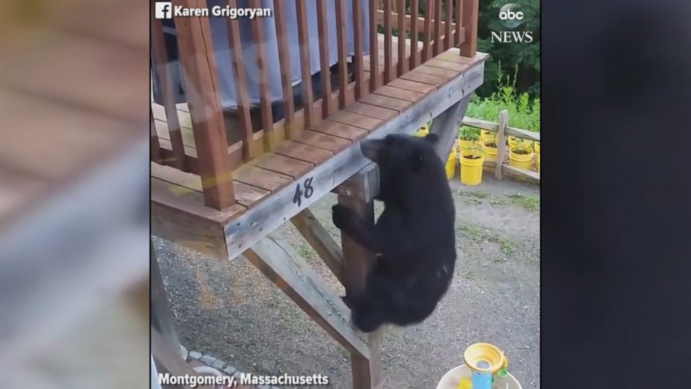 WATCH:  Bear climbs up family's Massachusetts deck