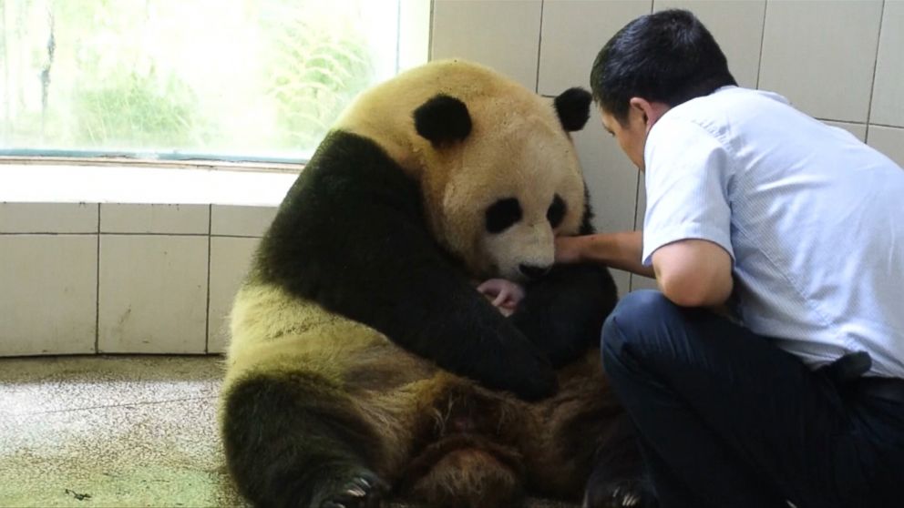 angry giant panda