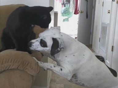 WATCH: Cat vs. dog in fight for couch armrest