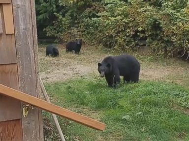 WATCH: Man to backyard bears: 'I need you to guys to go'