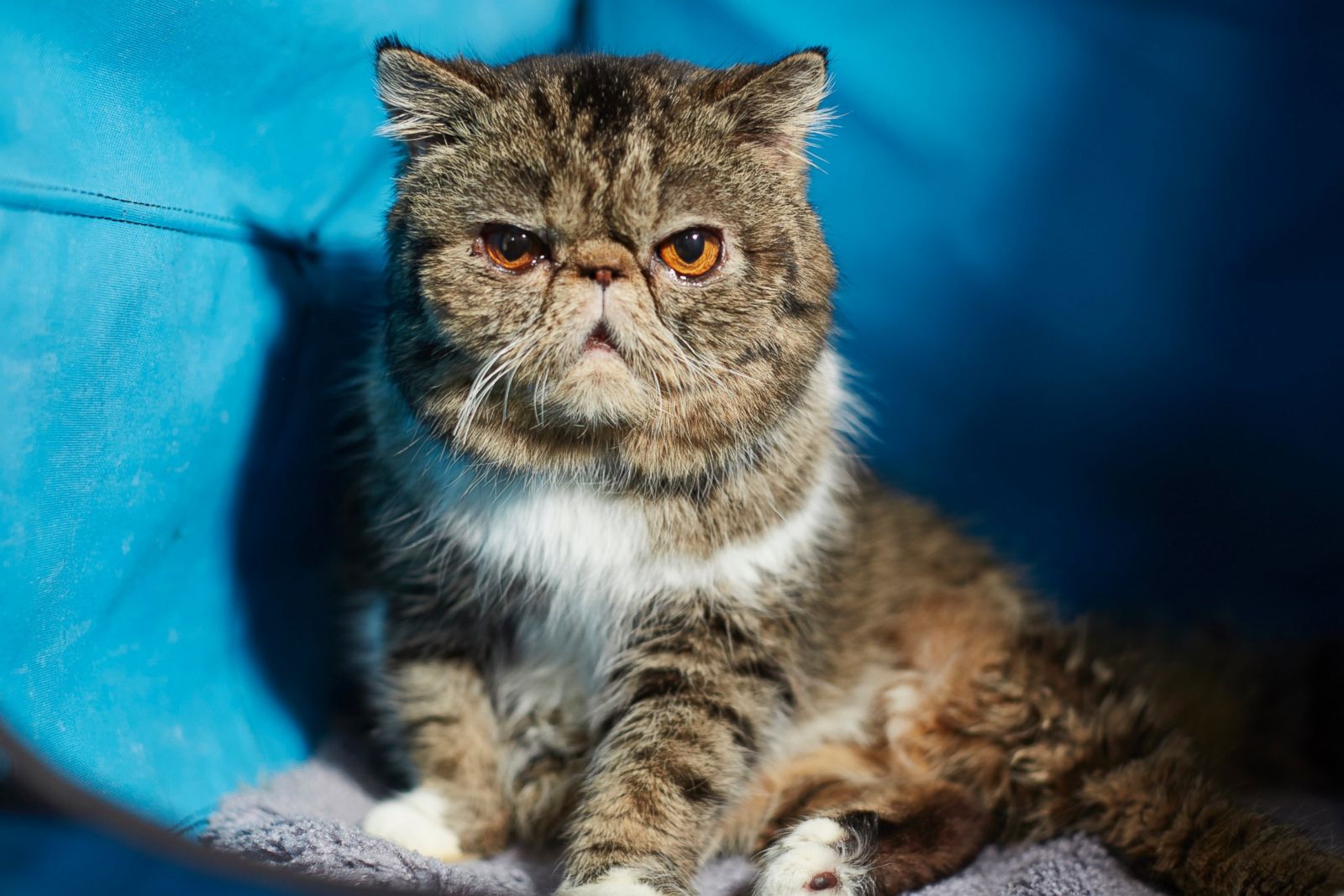 Picture | Cats make 1st appearance at Westminster Dog Show - ABC News