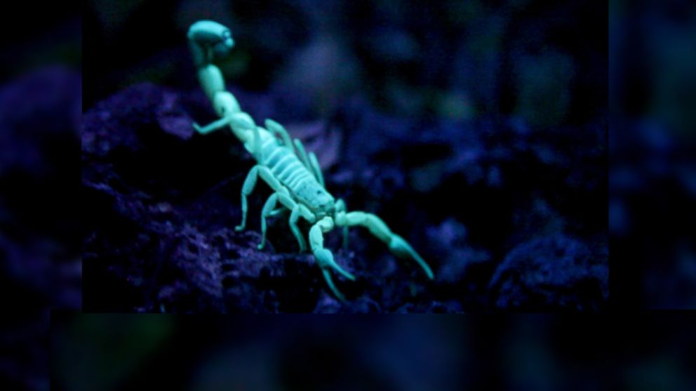PHOTO: A blue scorpion is shown here under UV light at Medolifes scorpion reservation in the Dominican Republic.