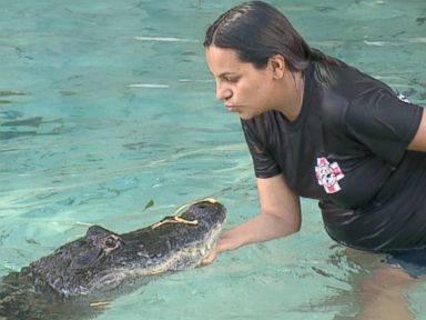 This Florida Mom Wrestles Gators, Even While Pregnant