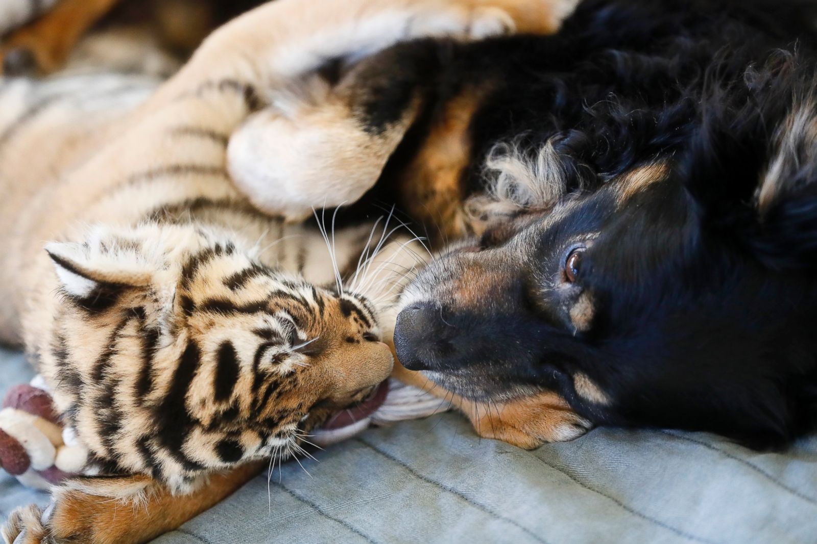 Rescued Dog & Chicken Form Inseparable Bond Picture 