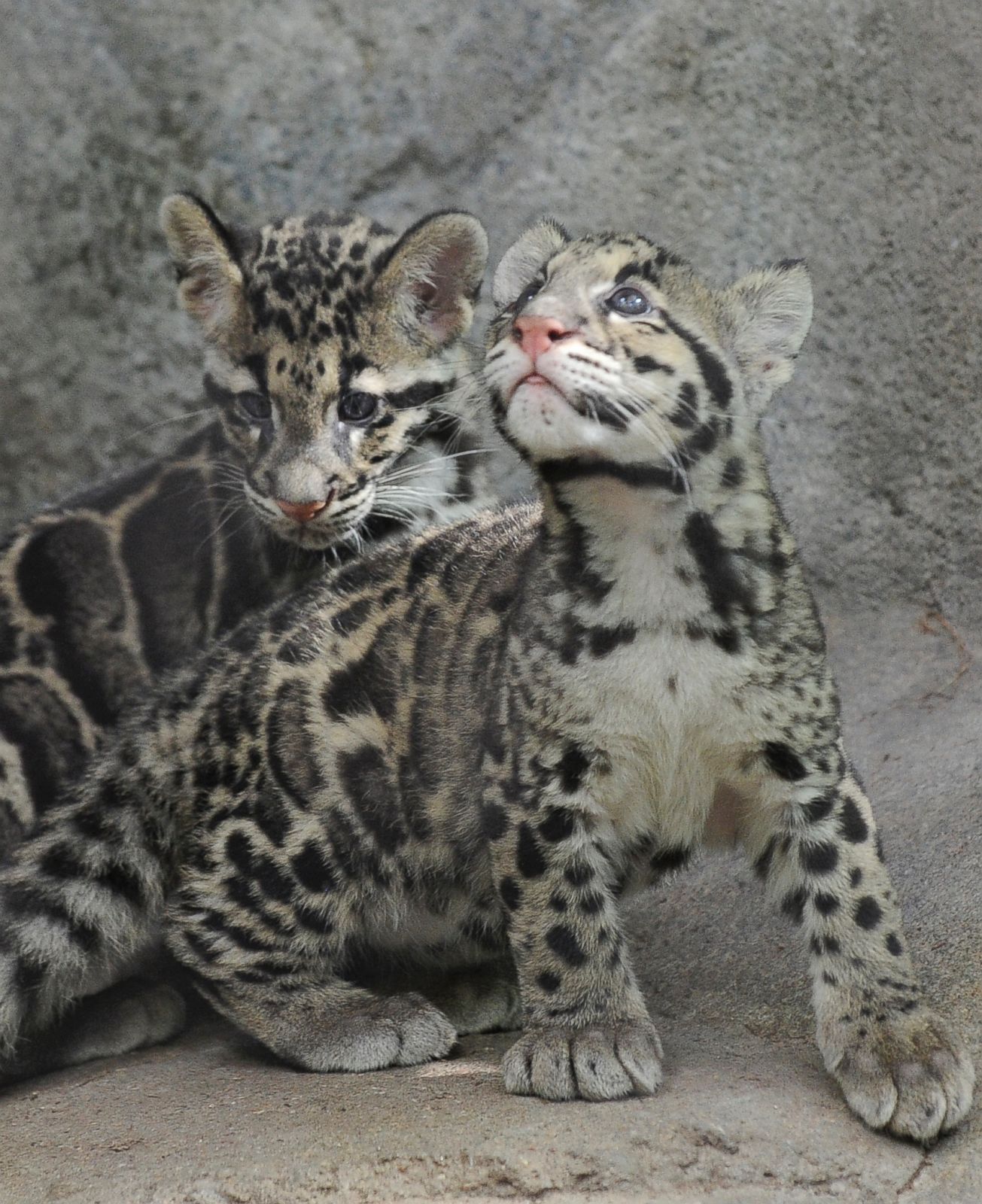 Baby Clouded Leopard Baby Clouded Leopard