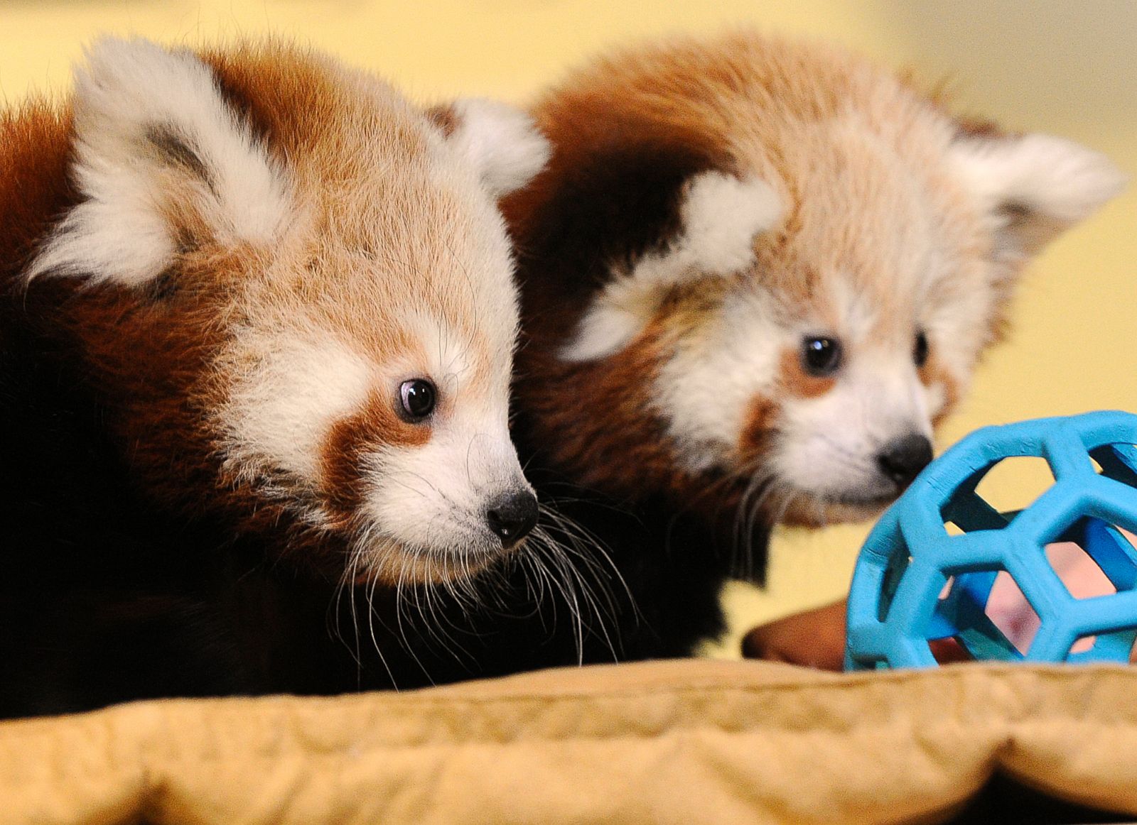 These Red Pandas Are Ready to Play Some Ball Picture | Cutest baby