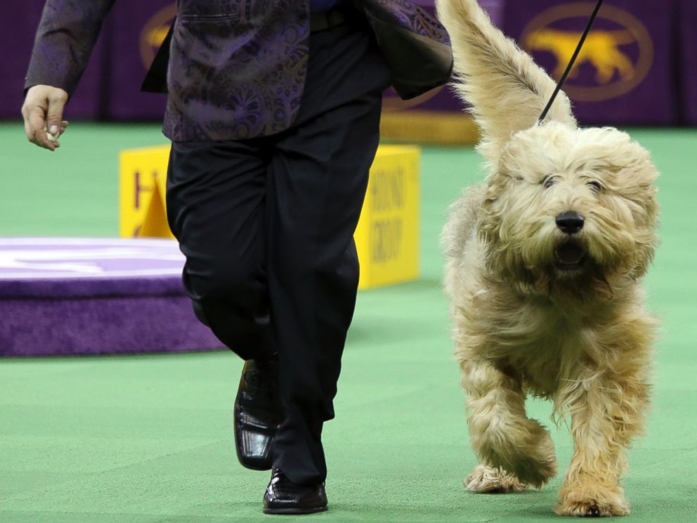 The Cutest Pups at the Westminster Kennel Club Dog Show ABC News