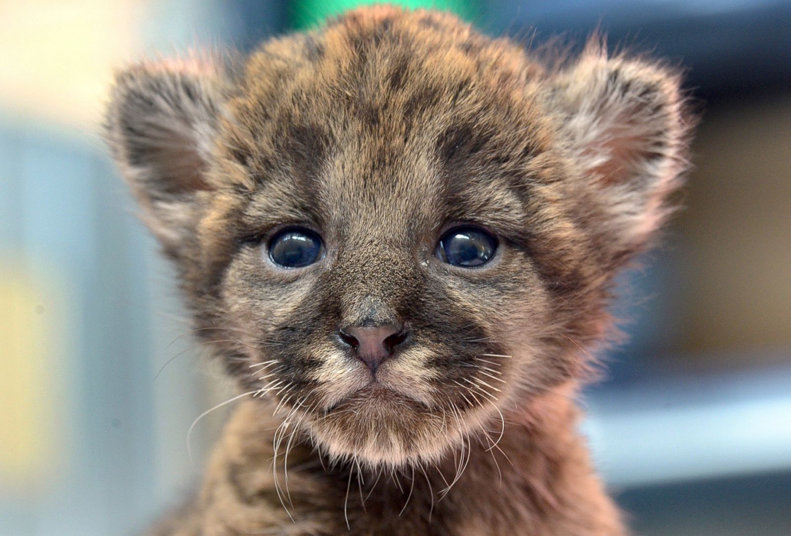 Precious Panther Cub Makes His Debut Picture | Cutest baby animals from