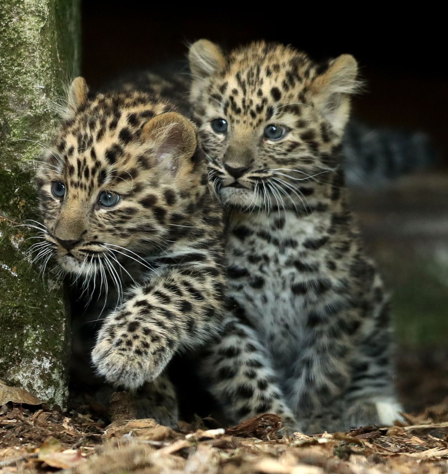 Baby Leopards Step Outside For The First Time Picture Cutest Baby 