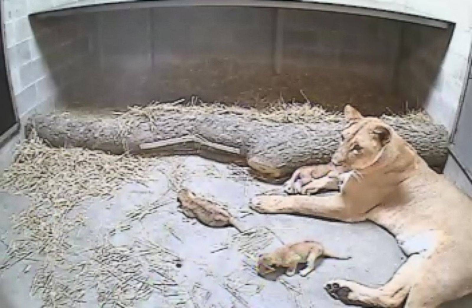 Lion Gives Birth to 3 Cubs at Cincinnati Zoo Picture | Cutest baby