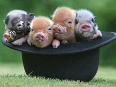 Photos: Micro Pigs' Cuteness Will Make You Squeal