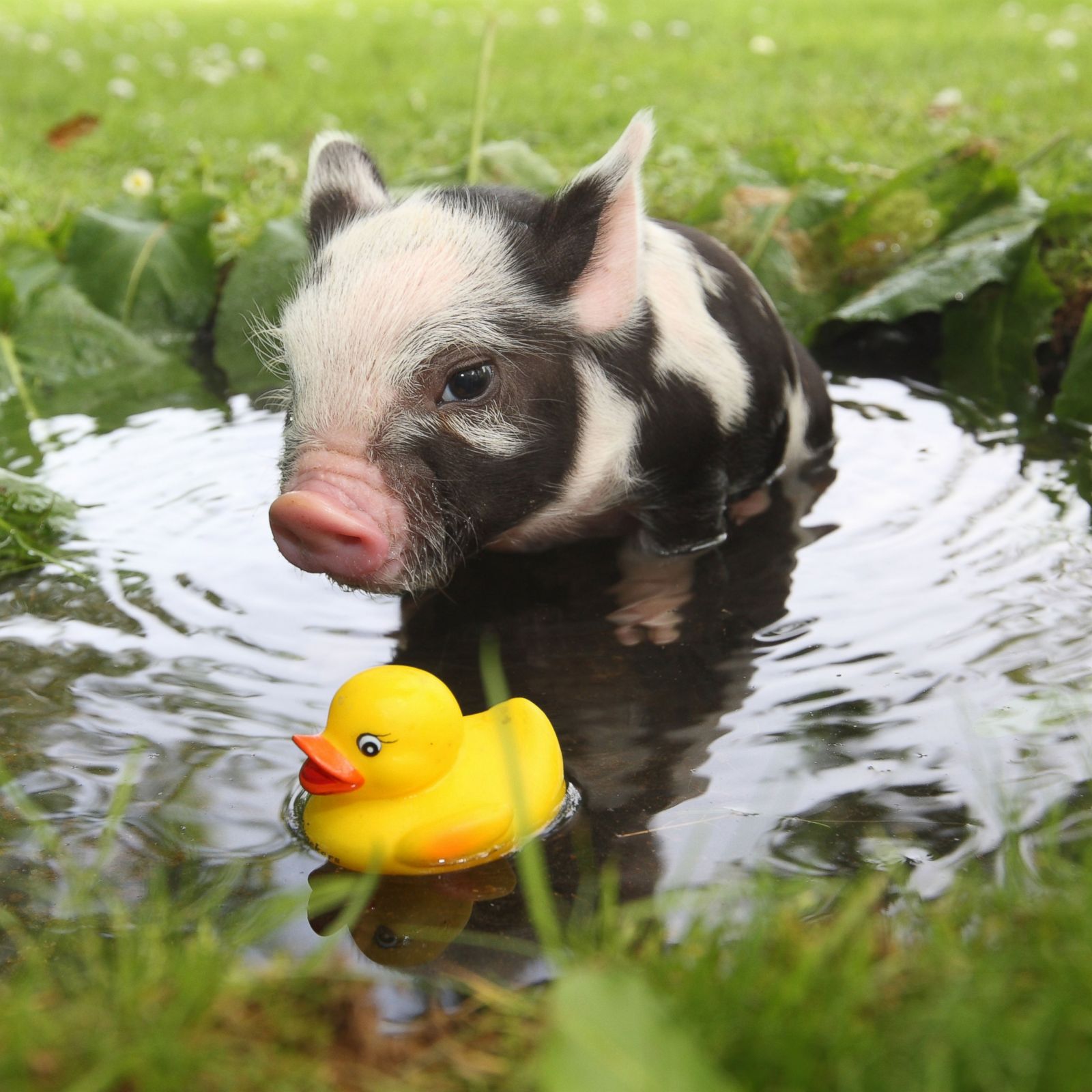 12-adorable-photos-of-teacup-pigs