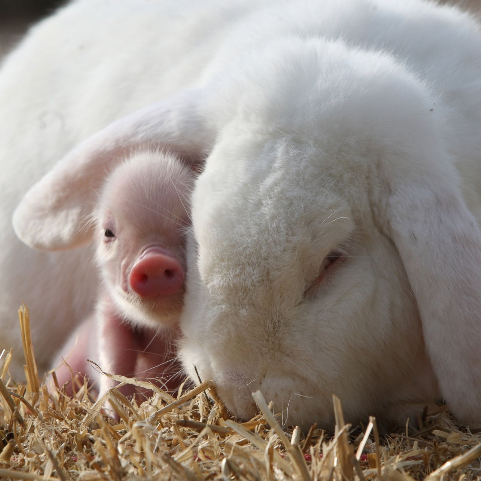 10 Most Adorable Micro Pig Photos Ever Photos Image 10 ABC News