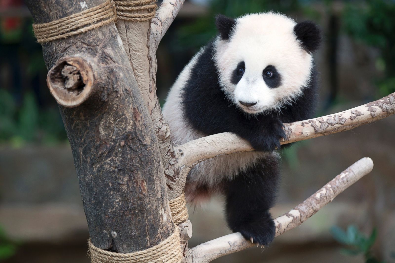 Panda Cub Plays at the Zoo Picture | Cutest baby animals from around