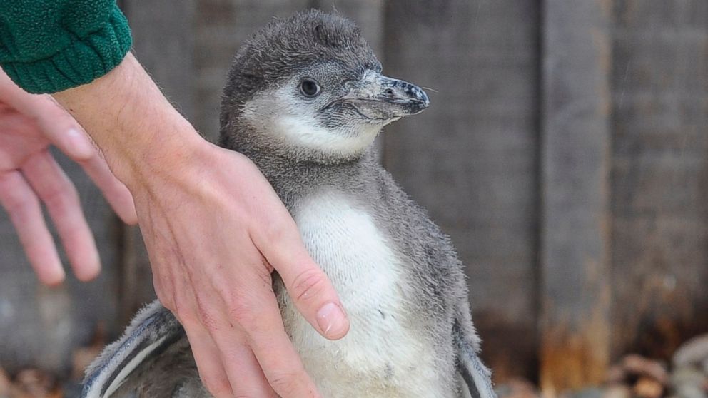 Photos:  Cool Penguin Gets Weighed