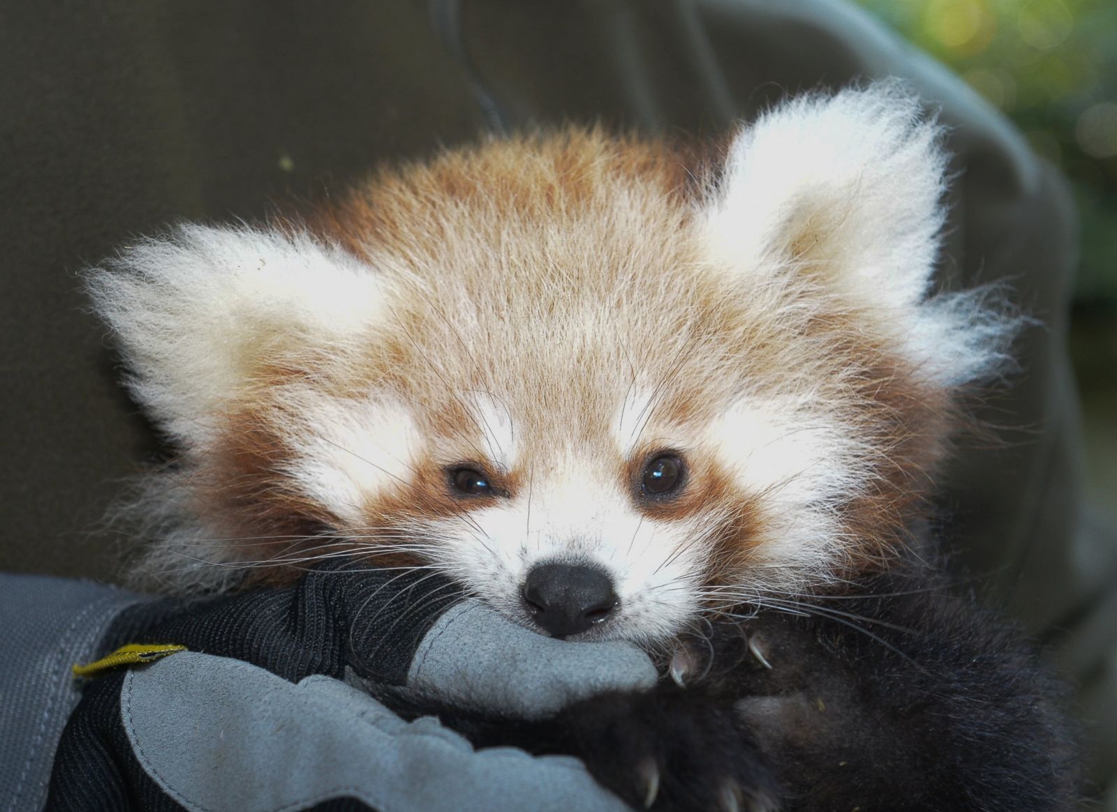 red panda cute